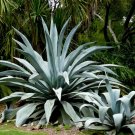 Century Plant/American Aloe (Agave Americana)10 Seeds