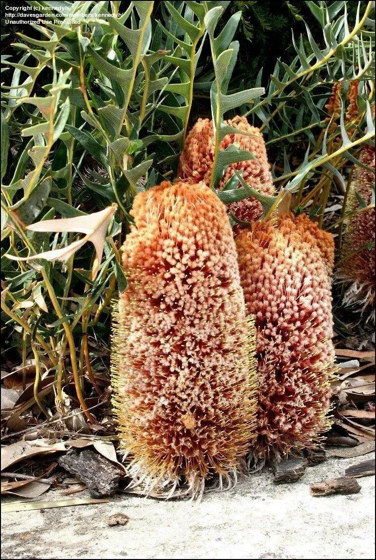 Creeping Banksia (Banksia Repens) 5 Seeds