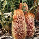 Creeping Banksia (Banksia Repens) 5 Seeds