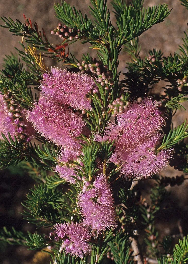 Mauve Honey Myrtle (Melaleuca Glaberrima) 100 Seeds