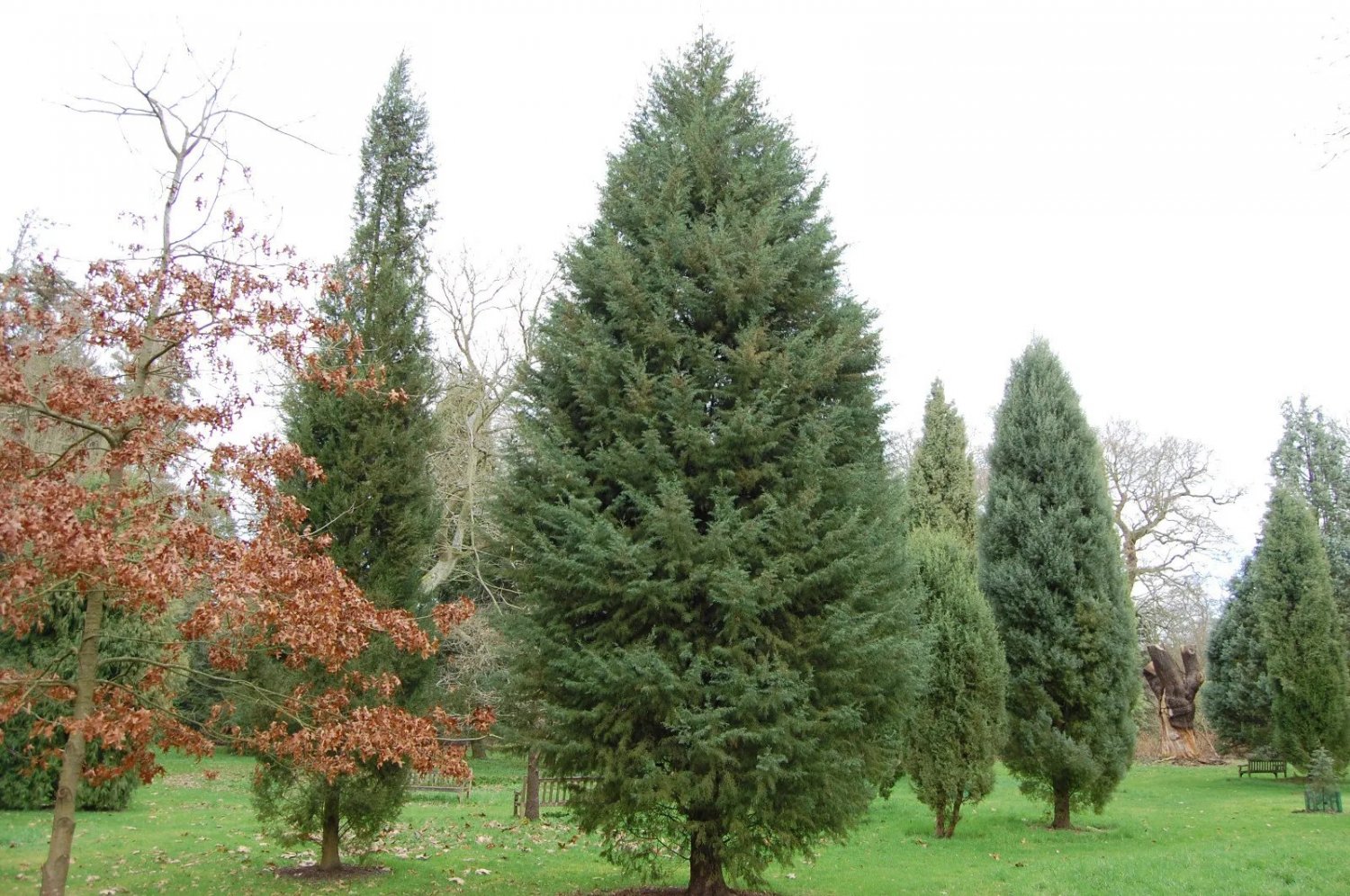 Arizona Smooth Bark Cypress (Cupressus Arizonica Var. Glabra) 30 Seeds