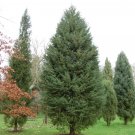 Arizona Smooth Bark Cypress (Cupressus Arizonica Var. Glabra) 30 Seeds
