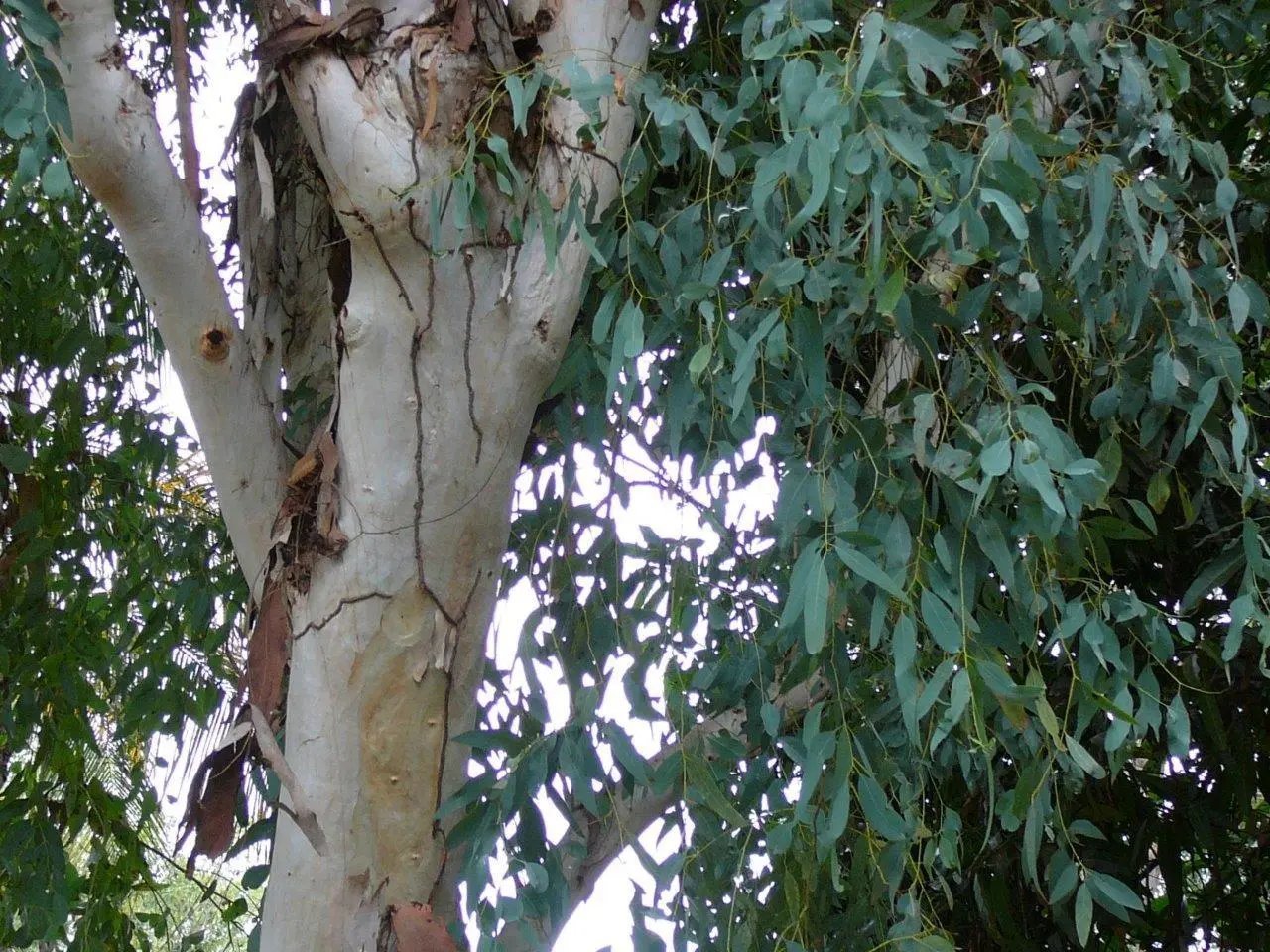 River Red Gum ( Eucalyptus Camaldulensis ) 50 Seeds