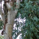 River Red Gum ( Eucalyptus Camaldulensis ) 50 Seeds