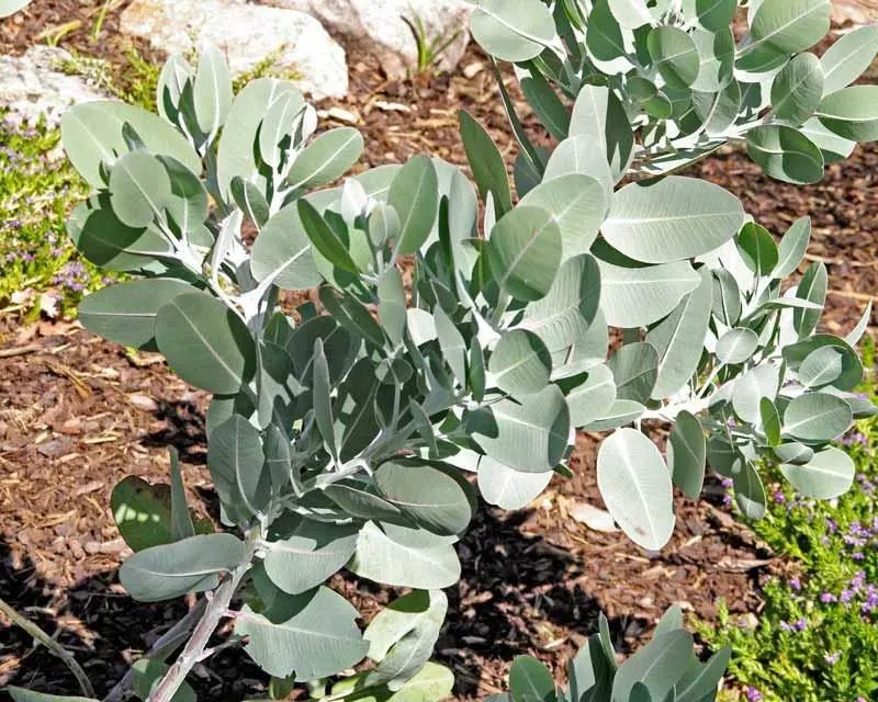 Dalyeruk Gum ( Eucalyptus Tetragona) 20 Seeds