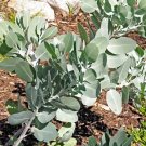 Dalyeruk Gum ( Eucalyptus Tetragona) 20 Seeds