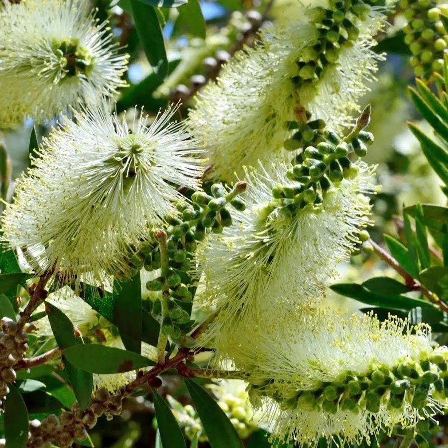 Lemon Bottlebrush (Callistemon Pallidus ) 200 Seeds