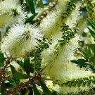 Lemon Bottlebrush (Callistemon Pallidus ) 200 Seeds