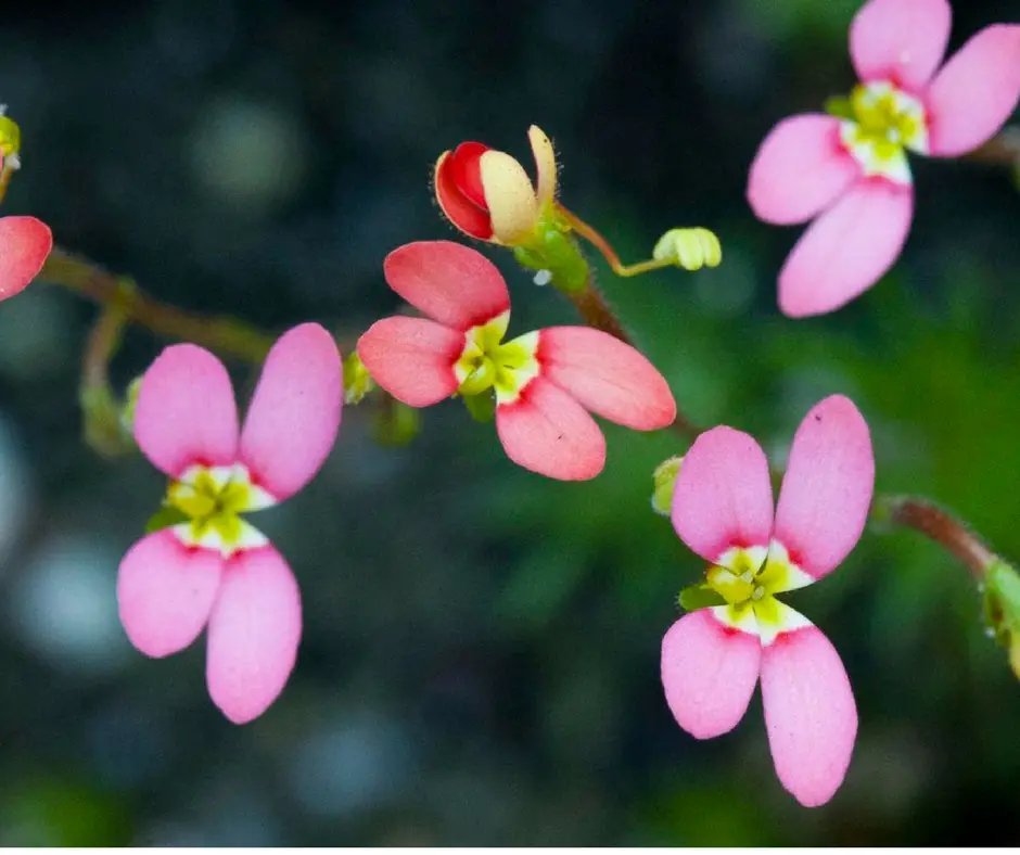 Pink Fountain Triggerplant (Stylidium Brunoianum)