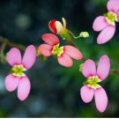 Pink Fountain Triggerplant (Stylidium Brunoianum)