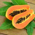 Paw Paw (Carica Papaya) 30 Fresh Seeds