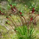 Red/Green Kangaroo Paw (Anigozanthos Manglesii) 30 Seeds