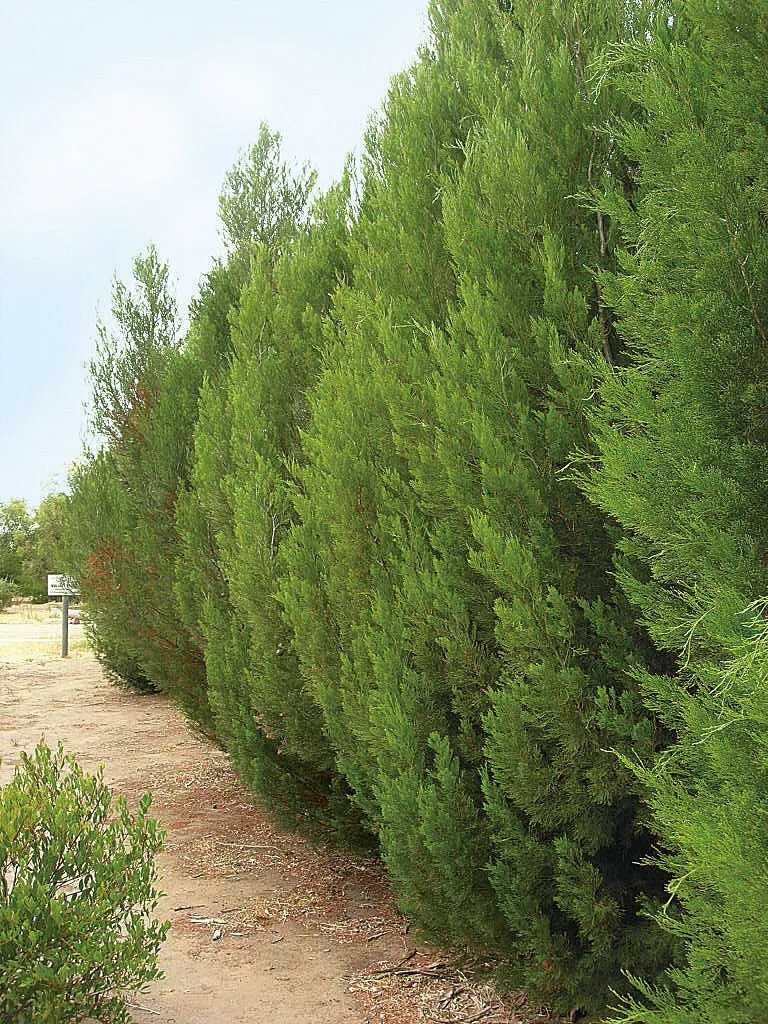 Cypress Pine (Callitris Roei) 30 Seeds
