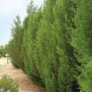 Cypress Pine (Callitris Roei) 30 Seeds