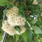 Grampians Gum ( Eucalyptus Alpina) 20 Seeds