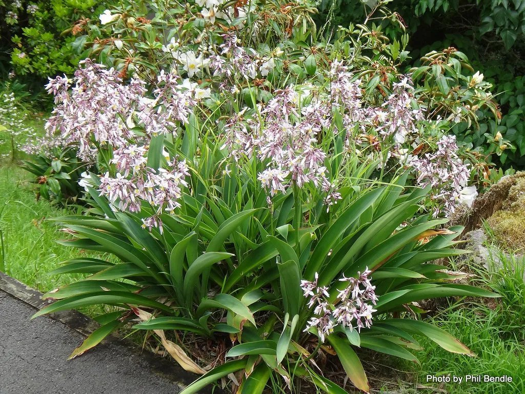Renga Renga Lily (Arthropodium Cirratum ) 20 Seeds