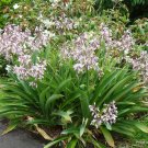 Renga Renga Lily (Arthropodium Cirratum ) 20 Seeds