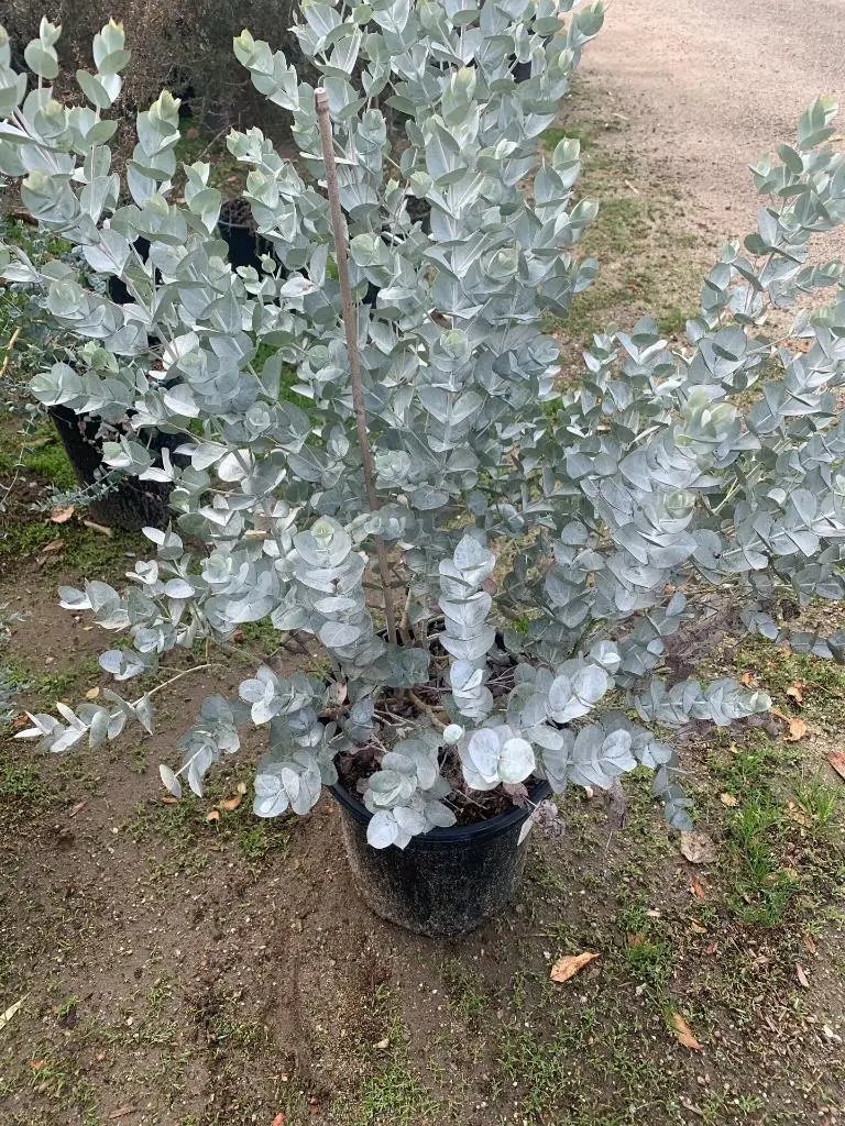 White Leaved Mallee (Eucalyptus Albida) 50 Very Fresh Seeds