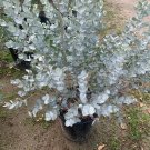 White Leaved Mallee (Eucalyptus Albida) 50 Very Fresh Seeds