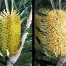 Silver Banksia (Banksia Marginata) 5 Seeds