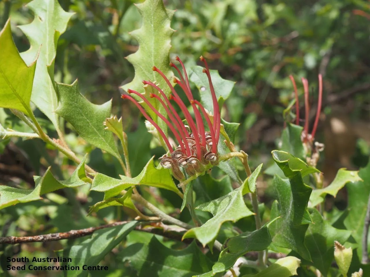 Grevillea Holly Leaf (Grevillea Wickhamii) 15 Seeds