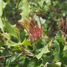Grevillea Holly Leaf (Grevillea Wickhamii) 15 Seeds