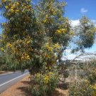 Red Capped Gum (Eucalyptus Erythrocorys) 50 Fresh Seeds