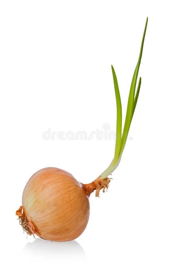 Brown Onion Spanish Mercedes (Allium Cepa) 20 Seeds Approx.