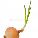 Brown Onion Spanish Mercedes (Allium Cepa) 20 Seeds Approx.