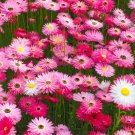 Pink And White Everlasting Daisy (Rhodanthe Chlorocephala) 50 Seeds