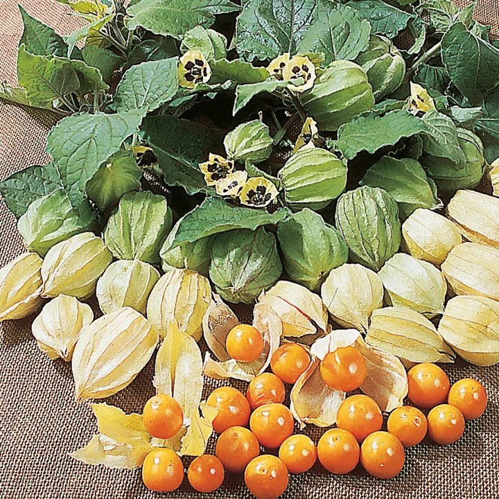 Cape Gooseberry ""Physalis Peruviana"" 50 Seeds