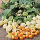 Cape Gooseberry ""Physalis Peruviana"" 50 Seeds