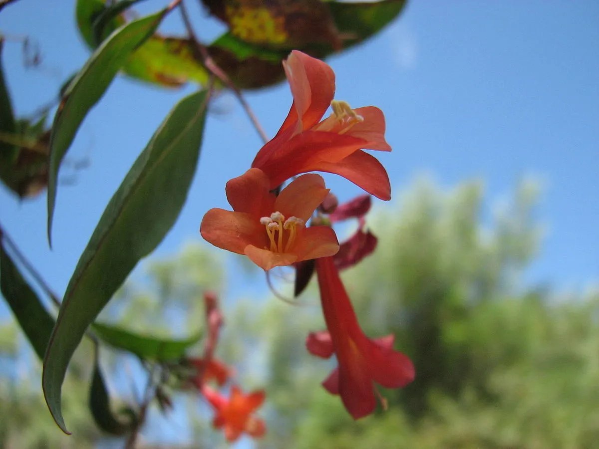 Red Marianthus (Marianthus Erubescens) 30 Seeds