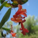 Red Marianthus (Marianthus Erubescens) 30 Seeds