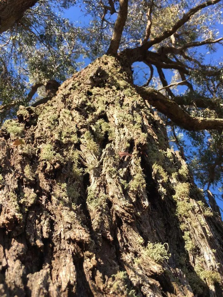 Creswick Apple Box (Eucalyptus Aromaphloia) 50 Seeds