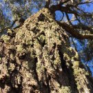 Creswick Apple Box (Eucalyptus Aromaphloia) 50 Seeds