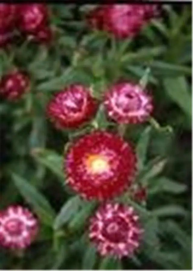 Rich Magenta Everlasting Daisy (Xerochrysum Bracteatum)