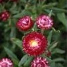 Rich Magenta Everlasting Daisy (Xerochrysum Bracteatum)