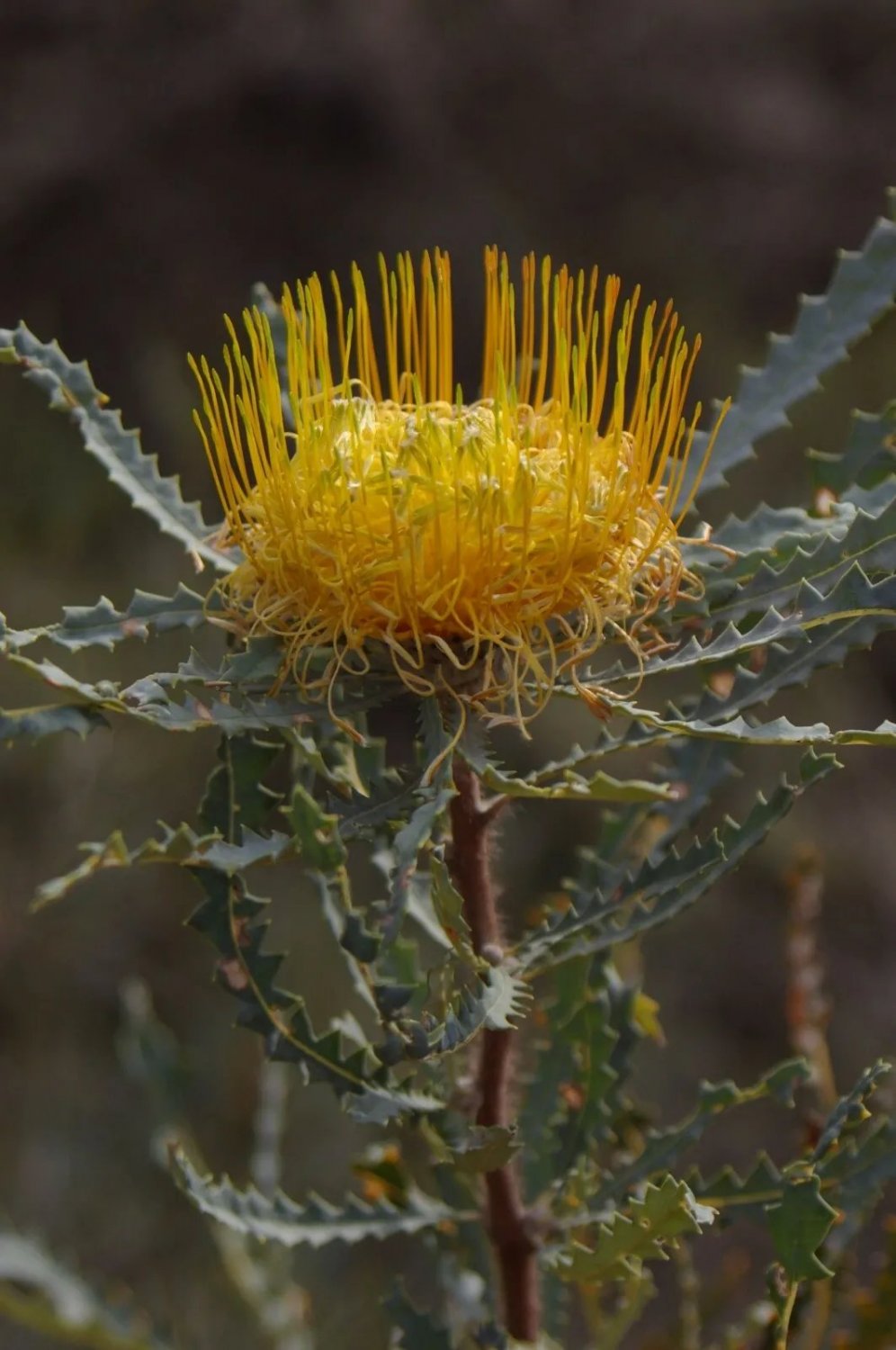 Golden Dryandra (Dryandra Nobilis) 5 Seeds