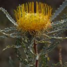 Golden Dryandra (Dryandra Nobilis) 5 Seeds