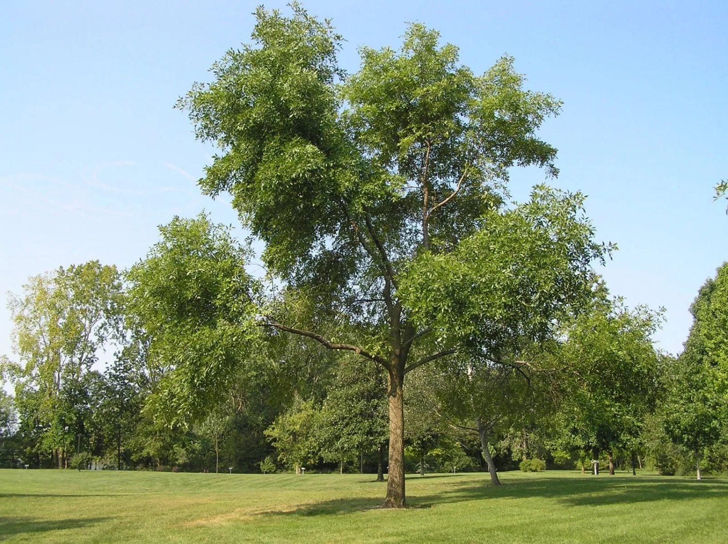 Green Ash (Fraxinus Pennsylvanica) 10 Fresh Seeds