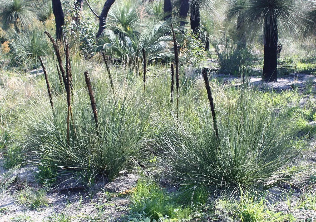 Grass Tree (Xanthorroea Brunonis) 10 Seeds