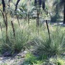 Grass Tree (Xanthorroea Brunonis) 10 Seeds