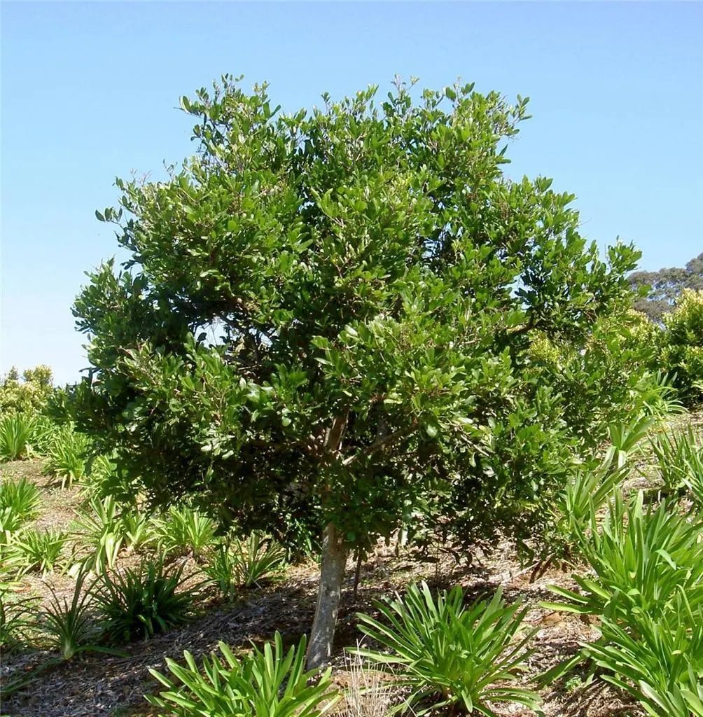 Tuckeroo (Cupaniopsis Anacardioides ) 5 Seeds