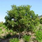 Tuckeroo (Cupaniopsis Anacardioides ) 5 Seeds