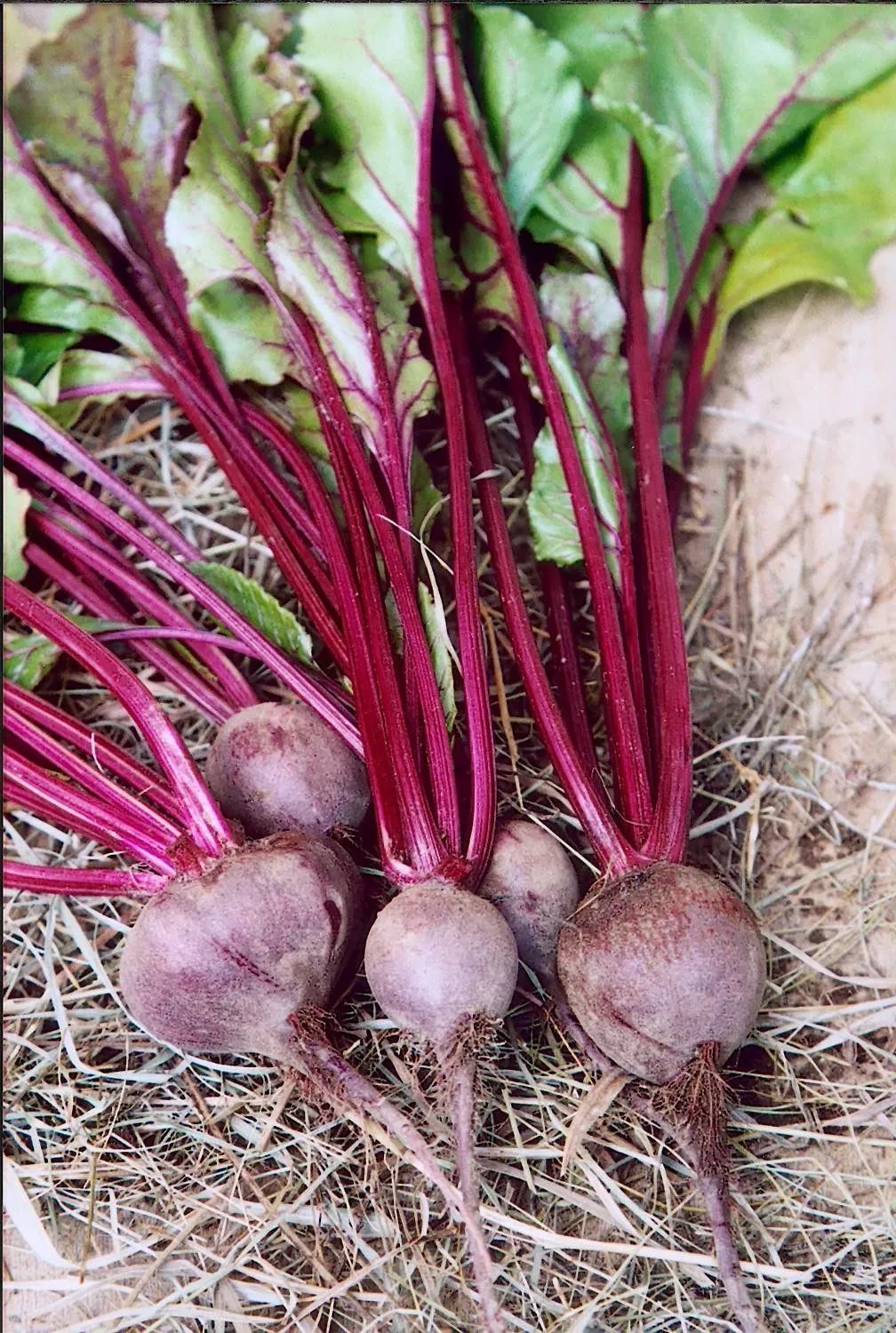 Organic Red Ruby Beet Beta Vulgaris 20 Seeds