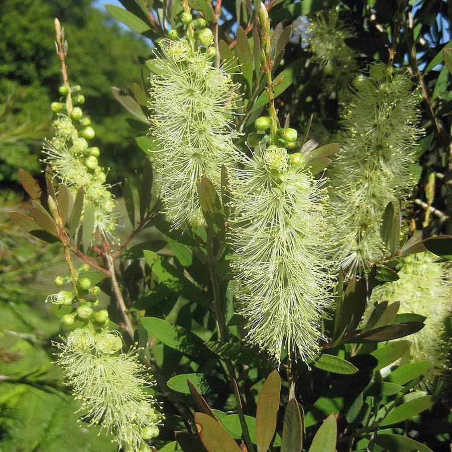 White Weeping Bottlebrush (Callistemon Salignus) 200 Plus Seeds