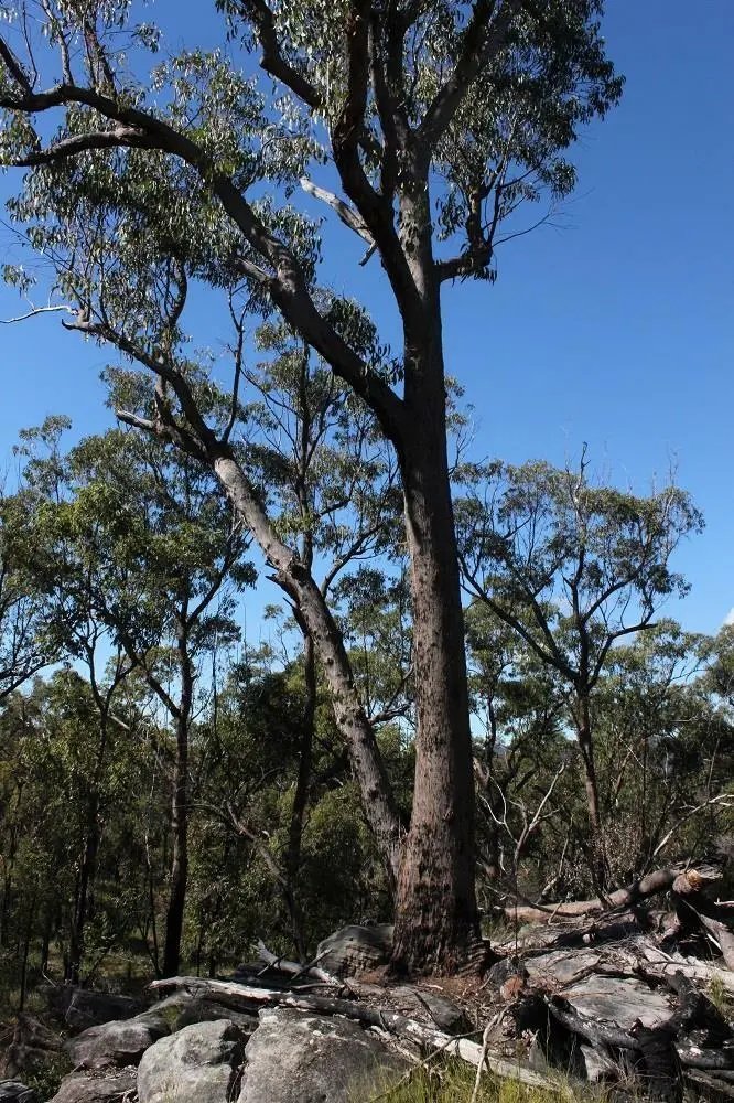 Needlebark Planchon'S Stringybark (Eucalyptus Planchoniana ) 50 Seeds