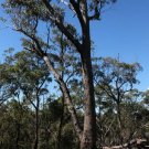 Needlebark Planchon'S Stringybark (Eucalyptus Planchoniana ) 50 Seeds