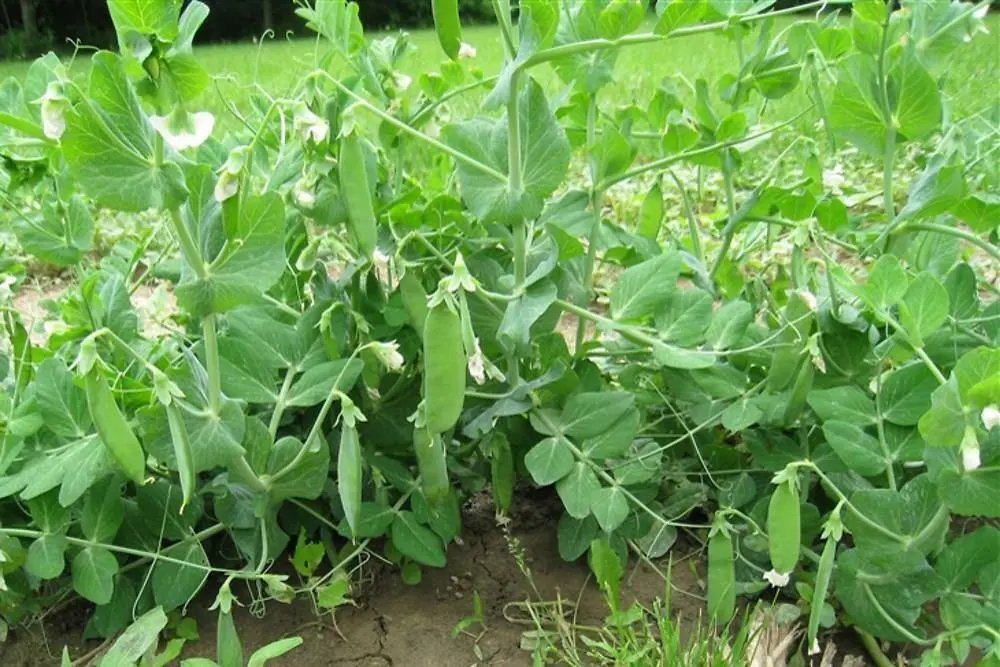 Sugar Snap Pea (Pisum Sativum) 20 Seeds